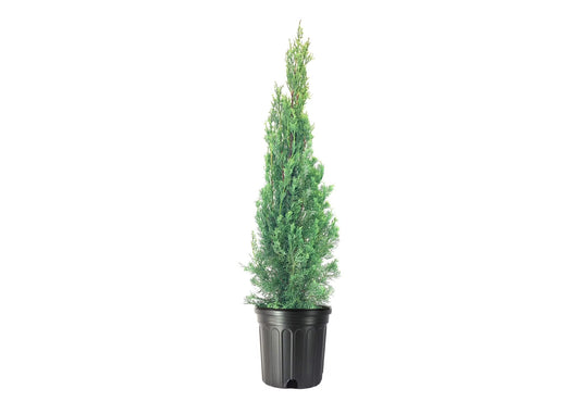 Italian Cypress Tree 1 Extra Large 3 Gallon Tree Cupressus Sempervirens Formal Elegant Mediterranean Style Plants