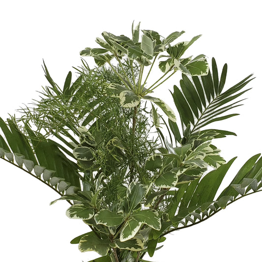 Alluring Mixed Greens Bouquet 5 Pack of Farm Direct Fresh Cut Flowers Bouquets of Mixed Greenery by Bloomingmore