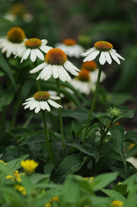 PowWow White Coneflower-Echinacea purpurea-Versatile Perennial for Gardens 1 Gallon (Pack of 4)