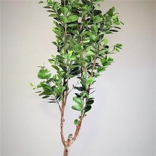 6 in. Potted East Ficus 800 Leaves Faux Plants & Trees