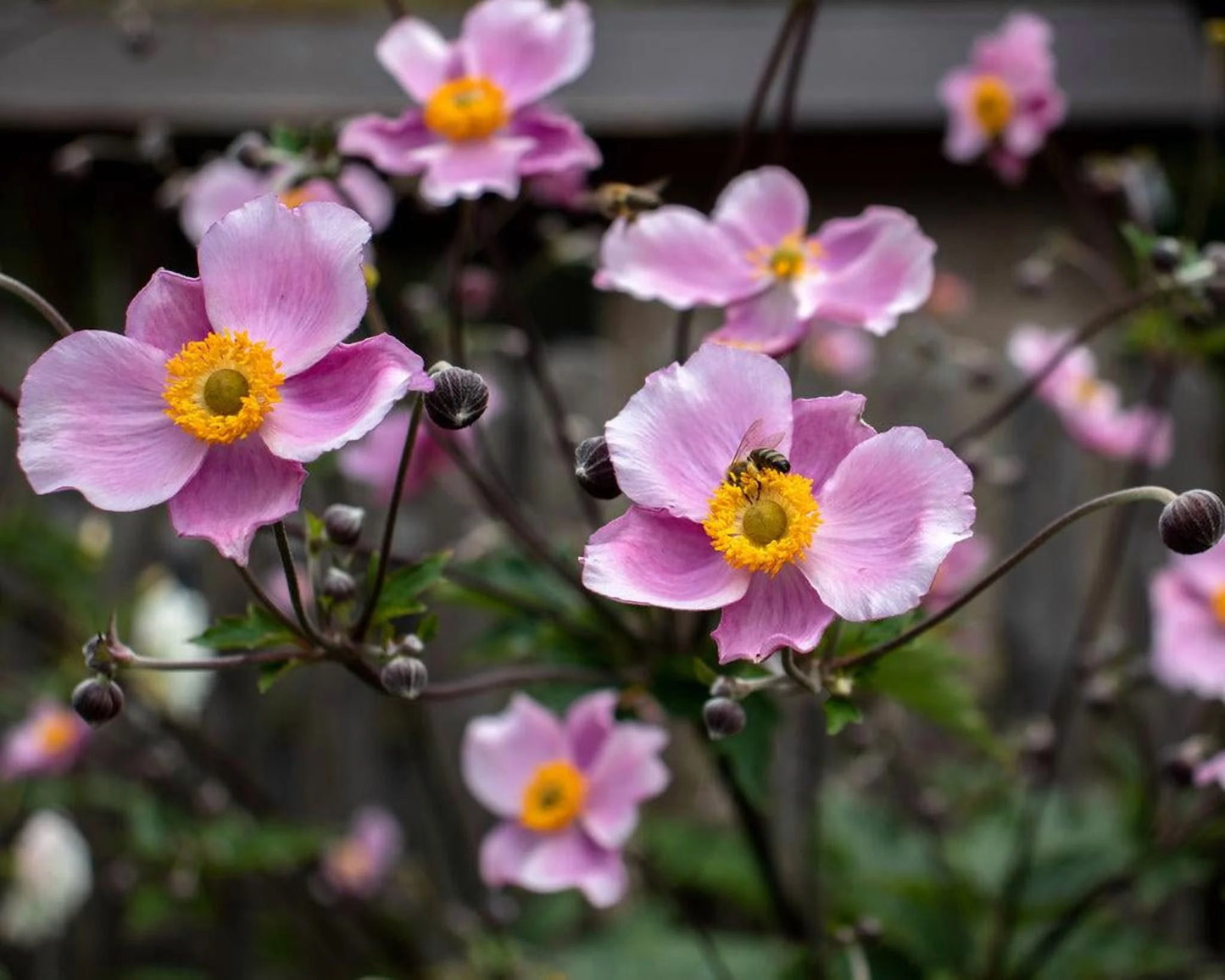 September Charm Japanese Anemone-Perennial-Elegant pink flowers 1 Gallon (Pack of 4)
