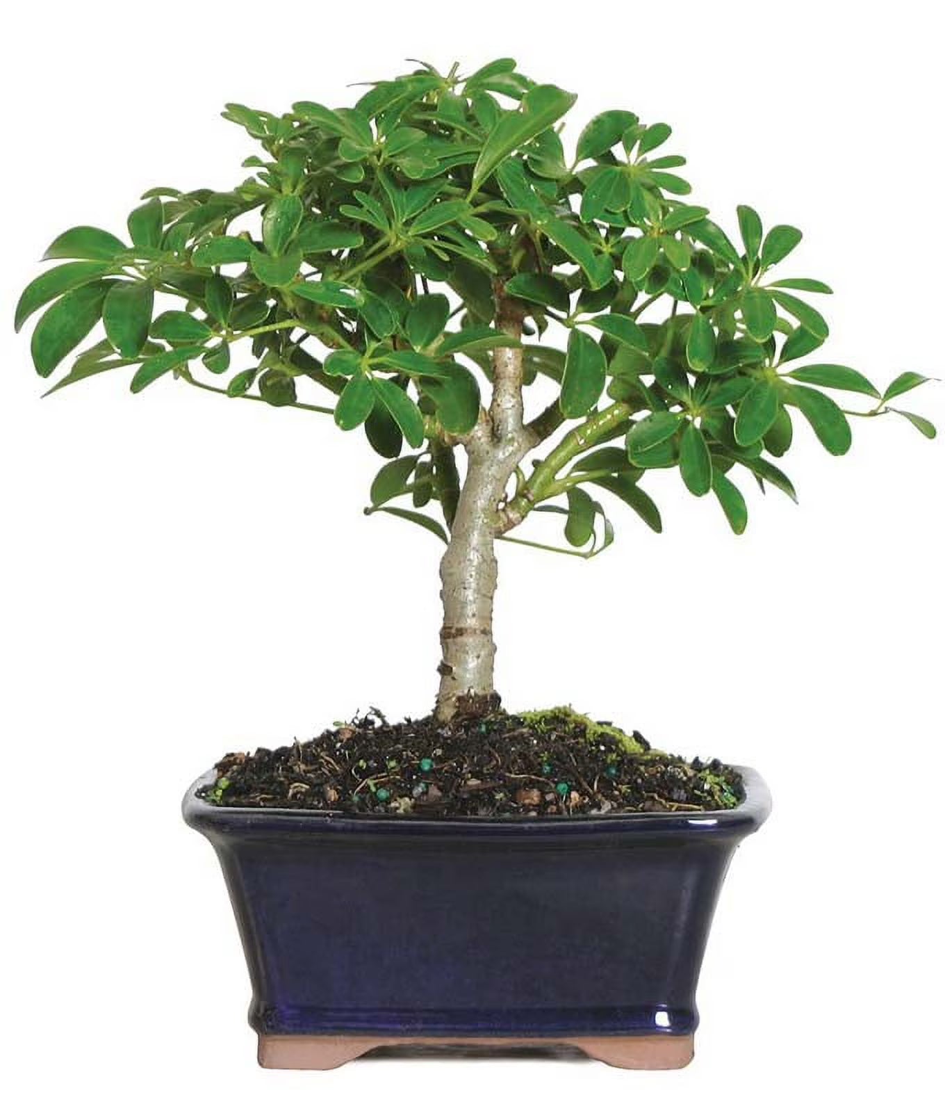 From You Flowers - Lush Umbrella Bonsai Planter for Birthday, Anniversary, Get Well, Congratulations, Thank You, All Occasions