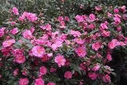 Camellia Sasanqua Shi-Shi I 3 Extra Large 3 Gallon Plants Pink Flowering Live Plant for Outdoor & Indoor Gardens, Compact Elegant Flowering Shrub for Vibrant Landscaping