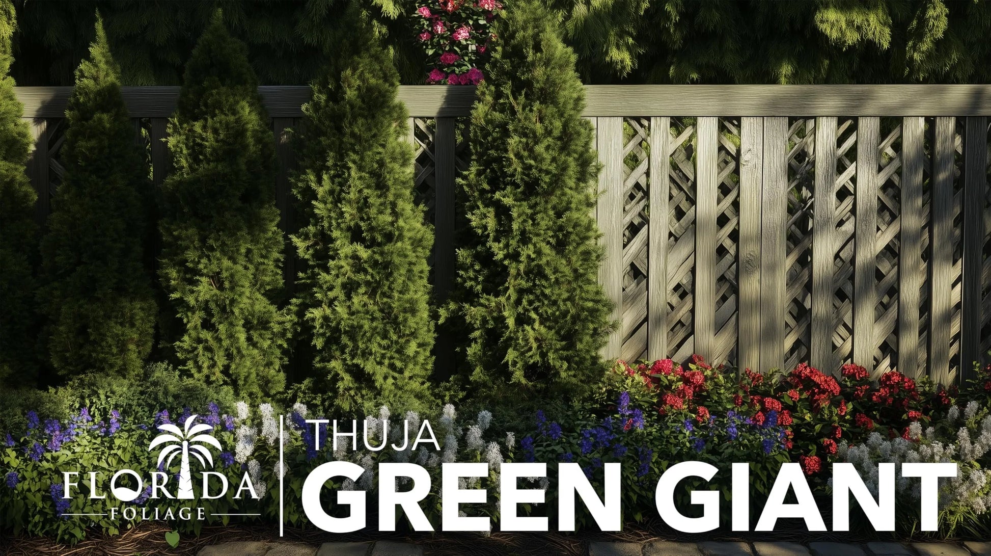 Thuja Green Giant 40 Live Plants Thuja standishii x plicata Fast Growing Evergreen Trees Privacy Hedge Plants for Landscaping