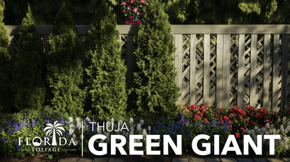 Thuja Green Giant 40 Live Plants Thuja standishii x plicata Fast Growing Evergreen Trees Privacy Hedge Plants for Landscaping
