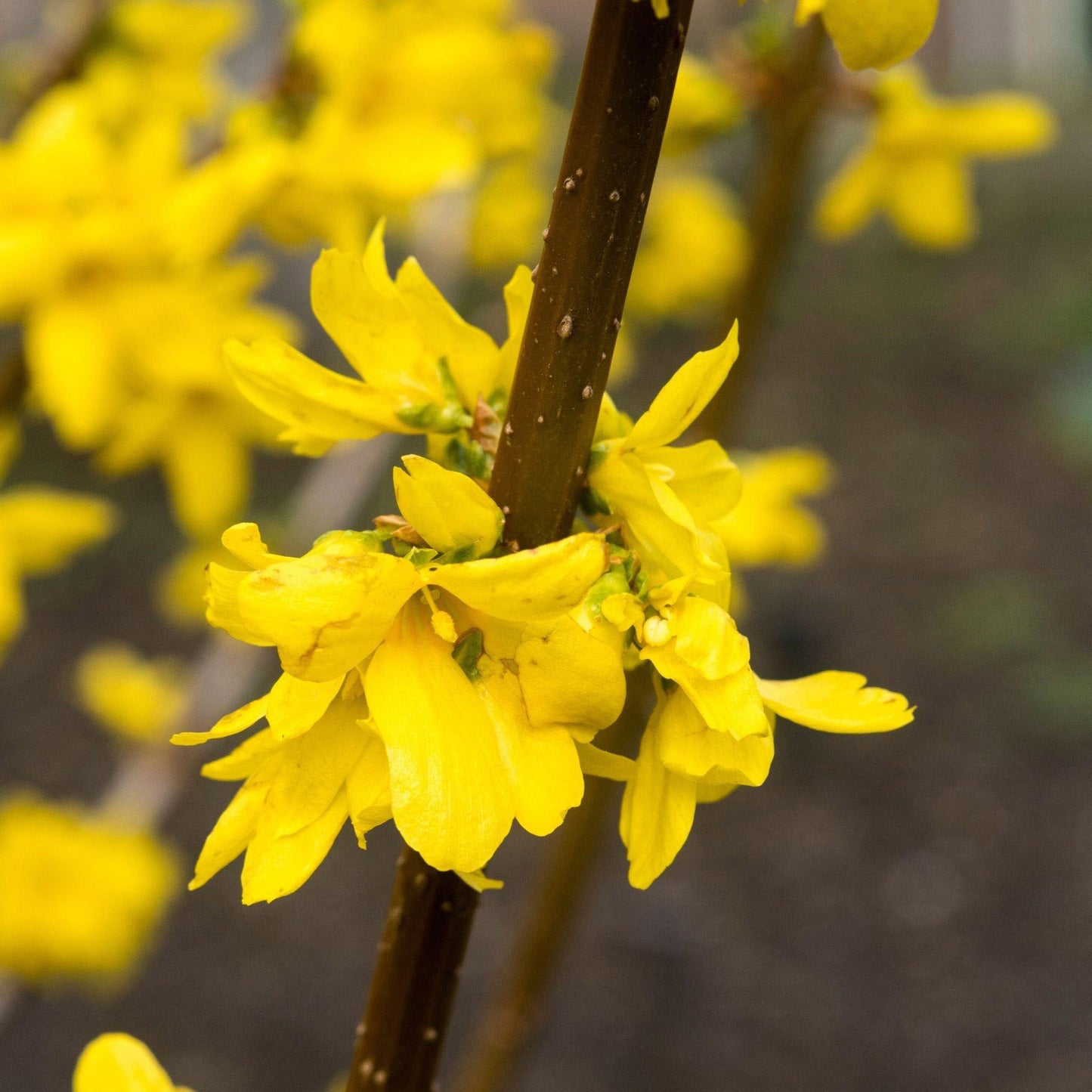 Longfield Gardens Spring Flowering Shrub ‘Lynwood Gold’, 3-pack