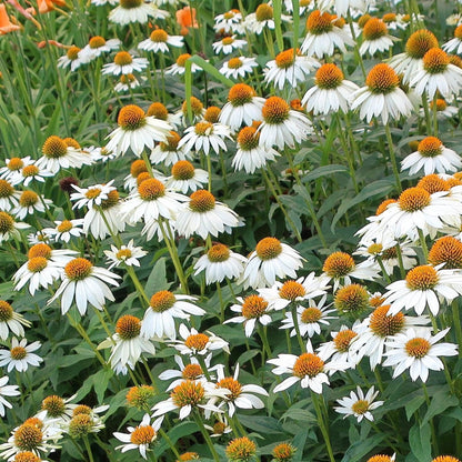 PowWow White Coneflower-Echinacea purpurea-Versatile Perennial for Gardens 1 Gallon (Pack of 4)
