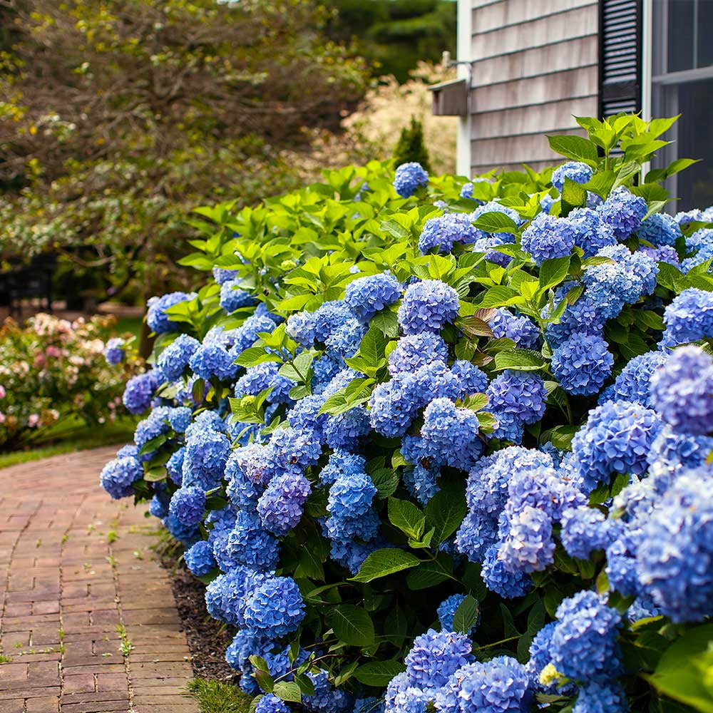 Brighter Blooms Endless Summer Hydrangea Live Plants in Grower Pot