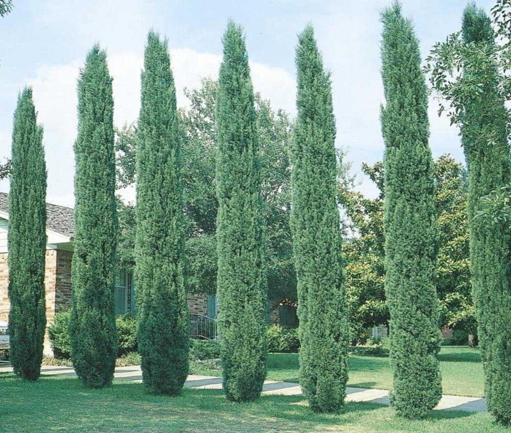 Italian Cypress Tree 1 Extra Large 3 Gallon Tree Cupressus Sempervirens Formal Elegant Mediterranean Style Plants