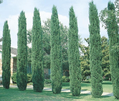 Italian Cypress Tree 1 Extra Large 3 Gallon Tree Cupressus Sempervirens Formal Elegant Mediterranean Style Plants