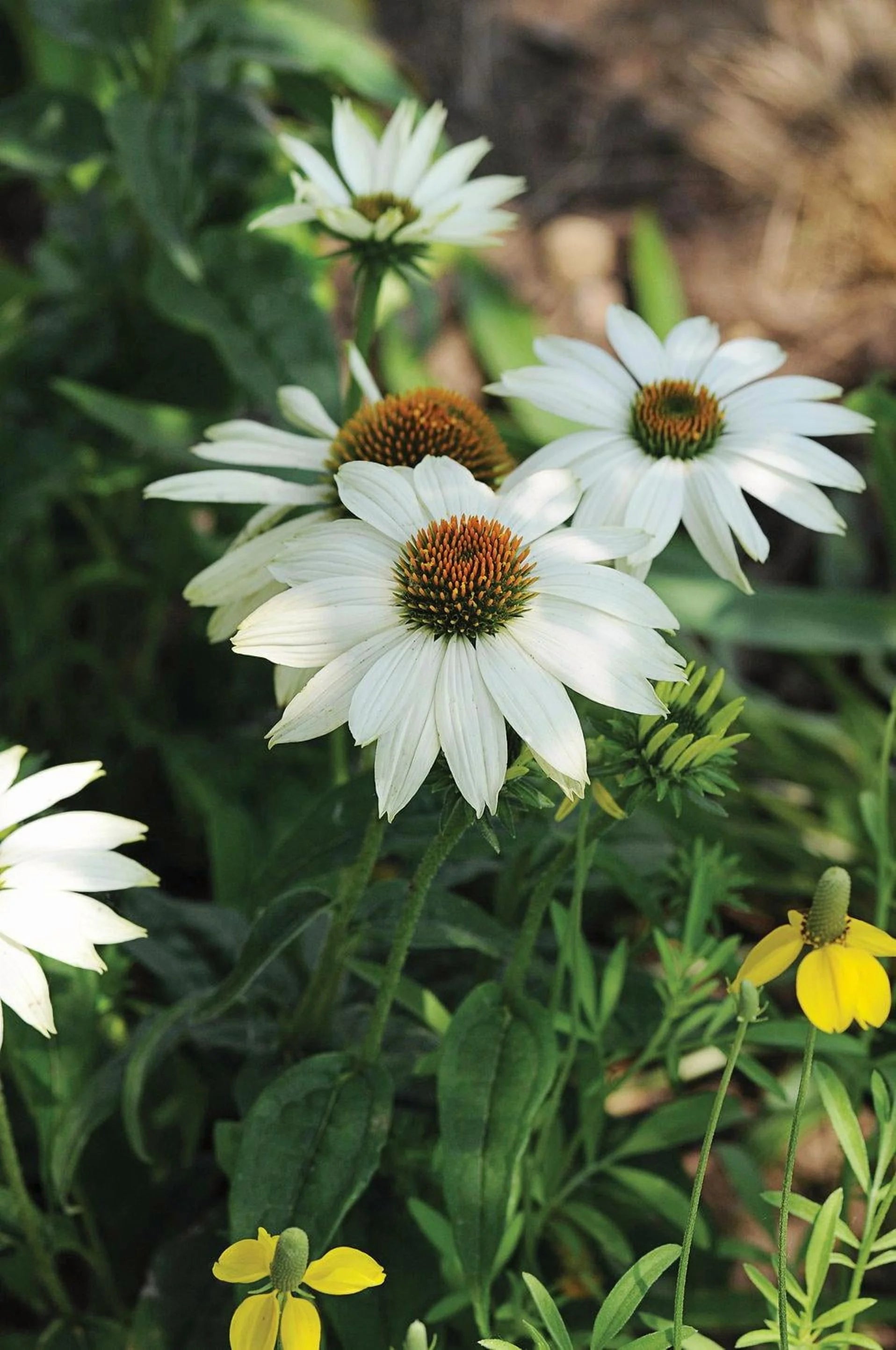 PowWow White Coneflower-Echinacea purpurea-Versatile Perennial for Gardens 1 Gallon (Pack of 4)