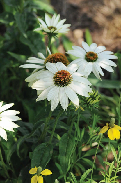 PowWow White Coneflower-Echinacea purpurea-Versatile Perennial for Gardens 1 Gallon (Pack of 4)