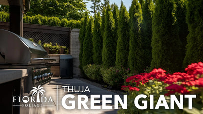 Thuja Green Giant 40 Live Plants Thuja standishii x plicata Fast Growing Evergreen Trees Privacy Hedge Plants for Landscaping