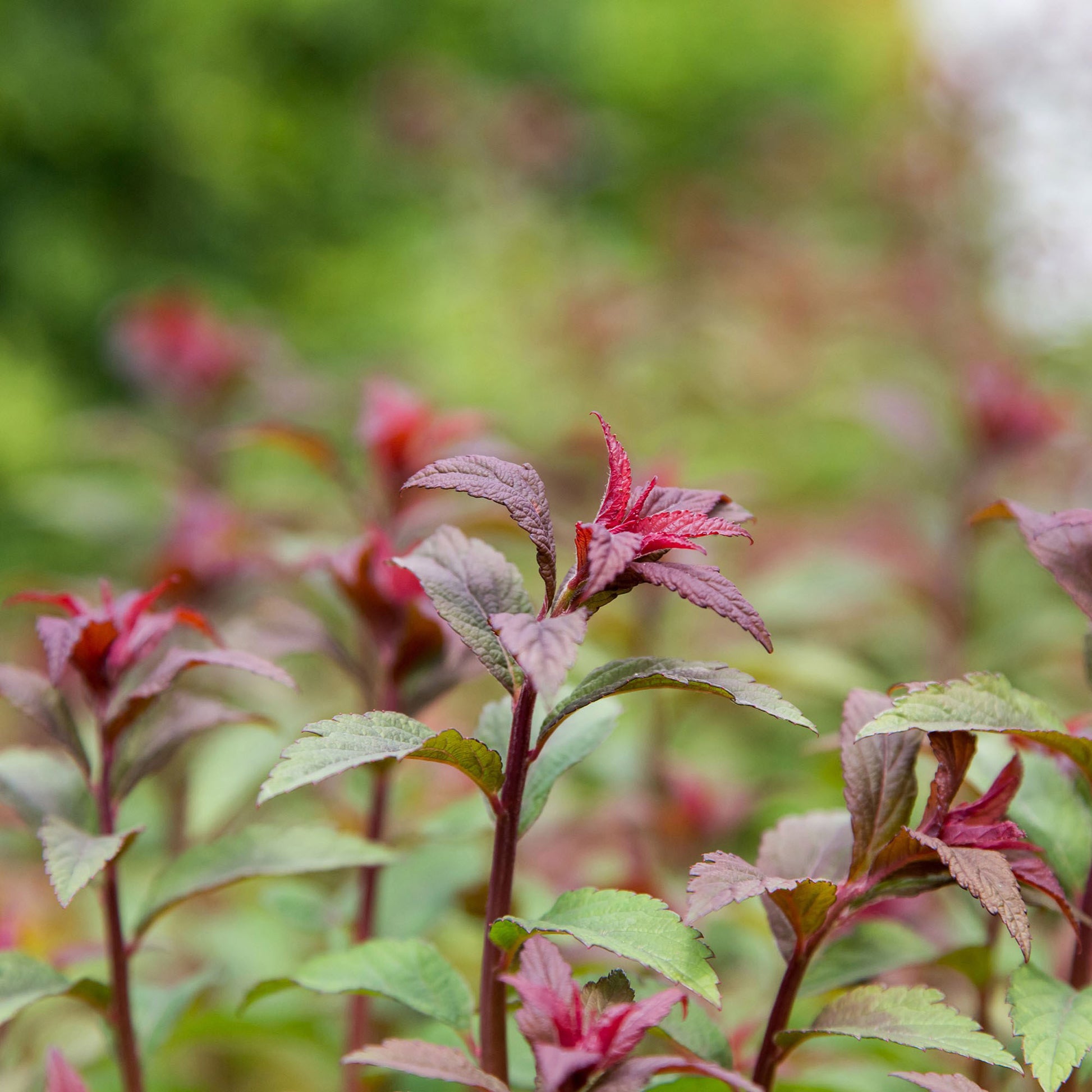 Longfield Gardens Spring Flowering Shrub ‘Spirea’, 3-pack