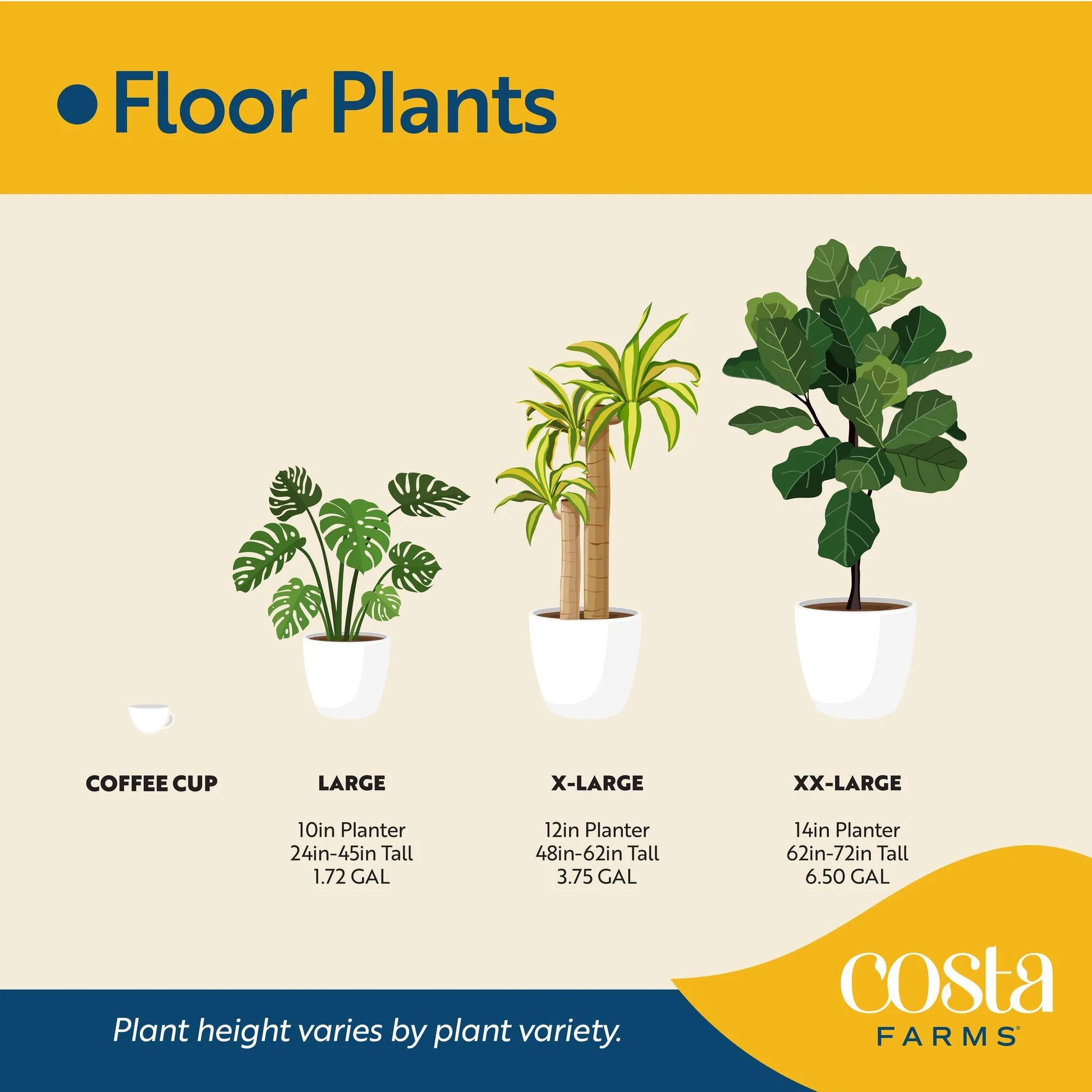 Costa Farms 42" Tall Pachira Braided Money Tree, Medium Indirect Sunlight, Indoor Live House Plants