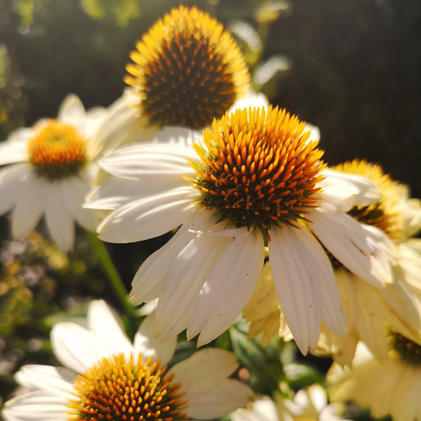 PowWow White Coneflower-Echinacea purpurea-Versatile Perennial for Gardens 1 Gallon (Pack of 4)