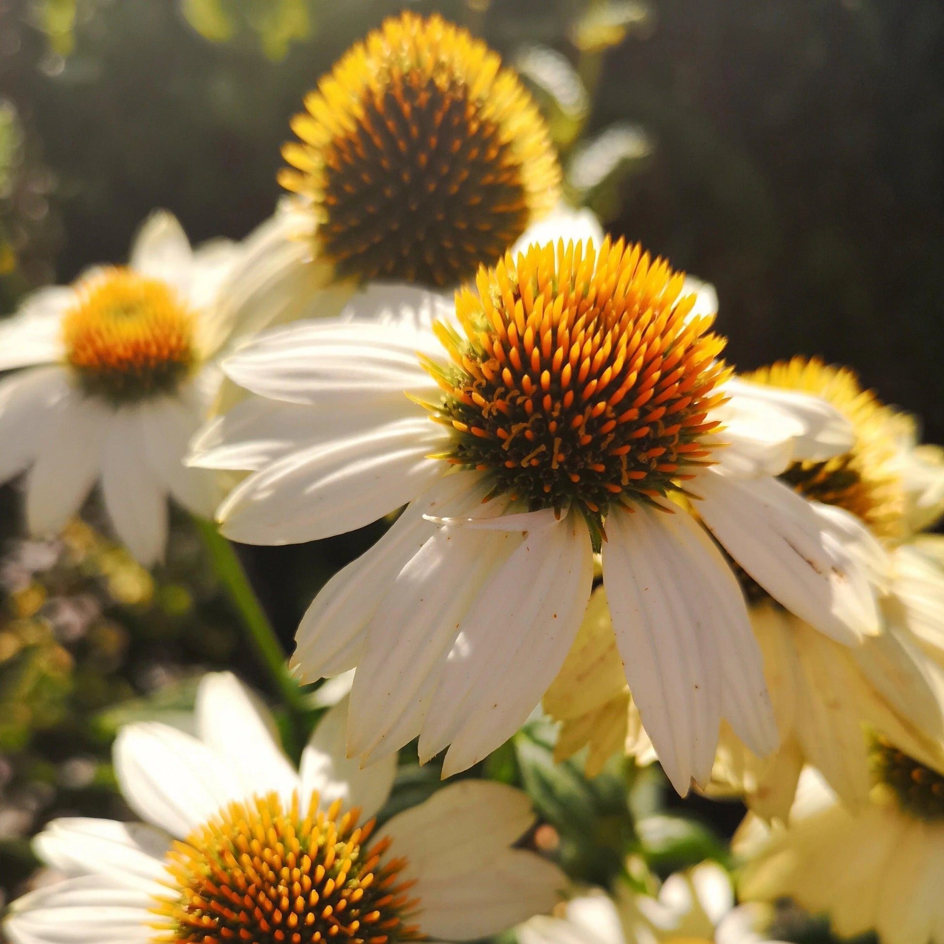 PowWow White Coneflower-Echinacea purpurea-Versatile Perennial for Gardens 1 Gallon (Pack of 4)
