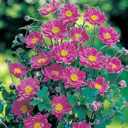 September Charm Japanese Anemone-Perennial-Elegant pink flowers 1 Gallon (Pack of 4)