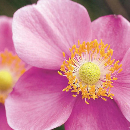 September Charm Japanese Anemone-Perennial-Elegant pink flowers 1 Gallon (Pack of 4)