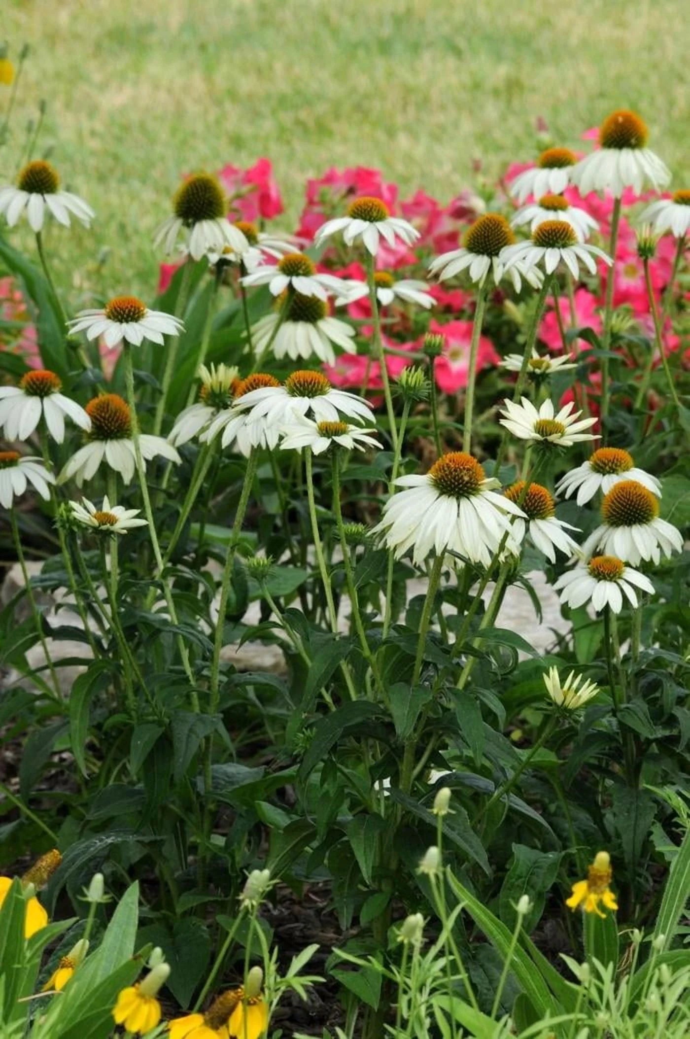PowWow White Coneflower-Echinacea purpurea-Versatile Perennial for Gardens 1 Gallon (Pack of 4)