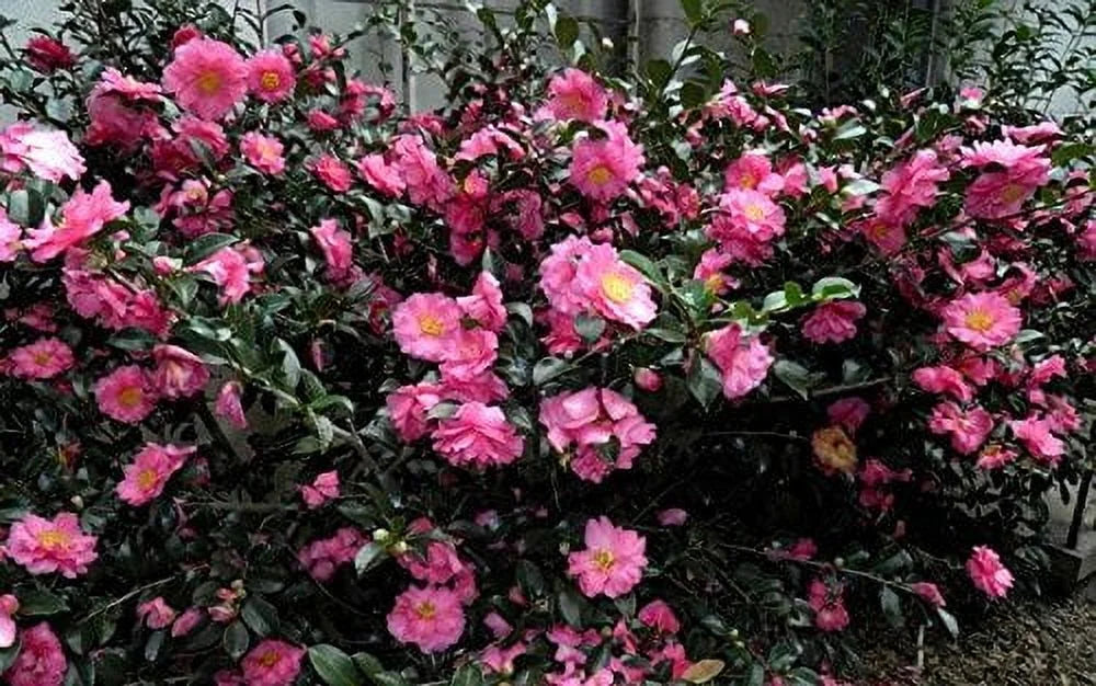 Camellia Sasanqua Shi-Shi I 3 Extra Large 3 Gallon Plants Pink Flowering Live Plant for Outdoor & Indoor Gardens, Compact Elegant Flowering Shrub for Vibrant Landscaping