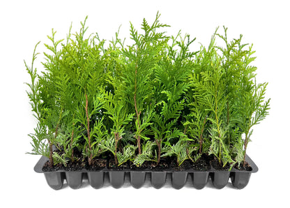Thuja Green Giant 40 Live Plants Thuja standishii x plicata Fast Growing Evergreen Trees Privacy Hedge Plants for Landscaping