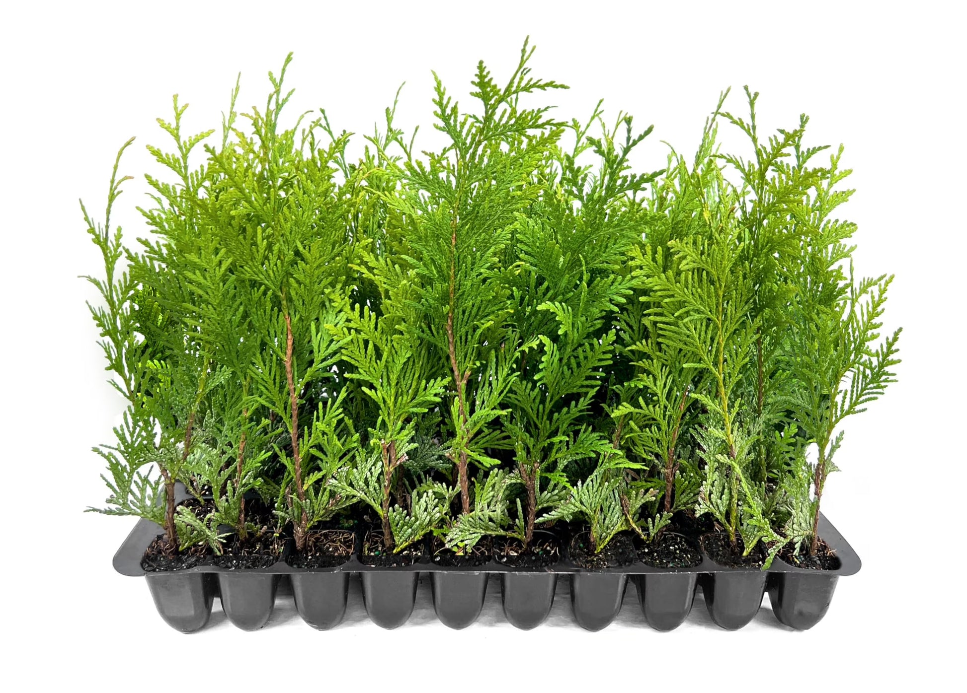 Thuja Green Giant 40 Live Plants Thuja standishii x plicata Fast Growing Evergreen Trees Privacy Hedge Plants for Landscaping