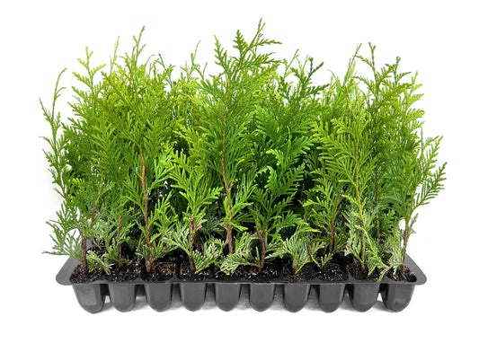 Thuja Green Giant 40 Live Plants Thuja standishii x plicata Fast Growing Evergreen Trees Privacy Hedge Plants for Landscaping