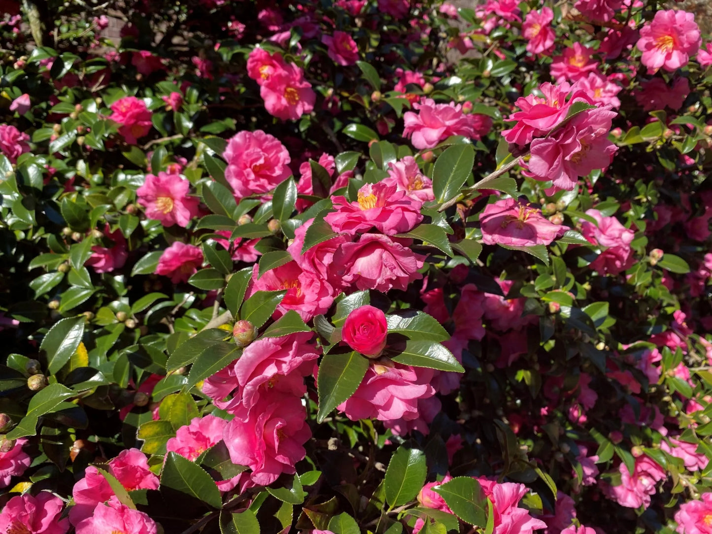 Camellia Sasanqua Shi-Shi I 3 Extra Large 3 Gallon Plants Pink Flowering Live Plant for Outdoor & Indoor Gardens, Compact Elegant Flowering Shrub for Vibrant Landscaping