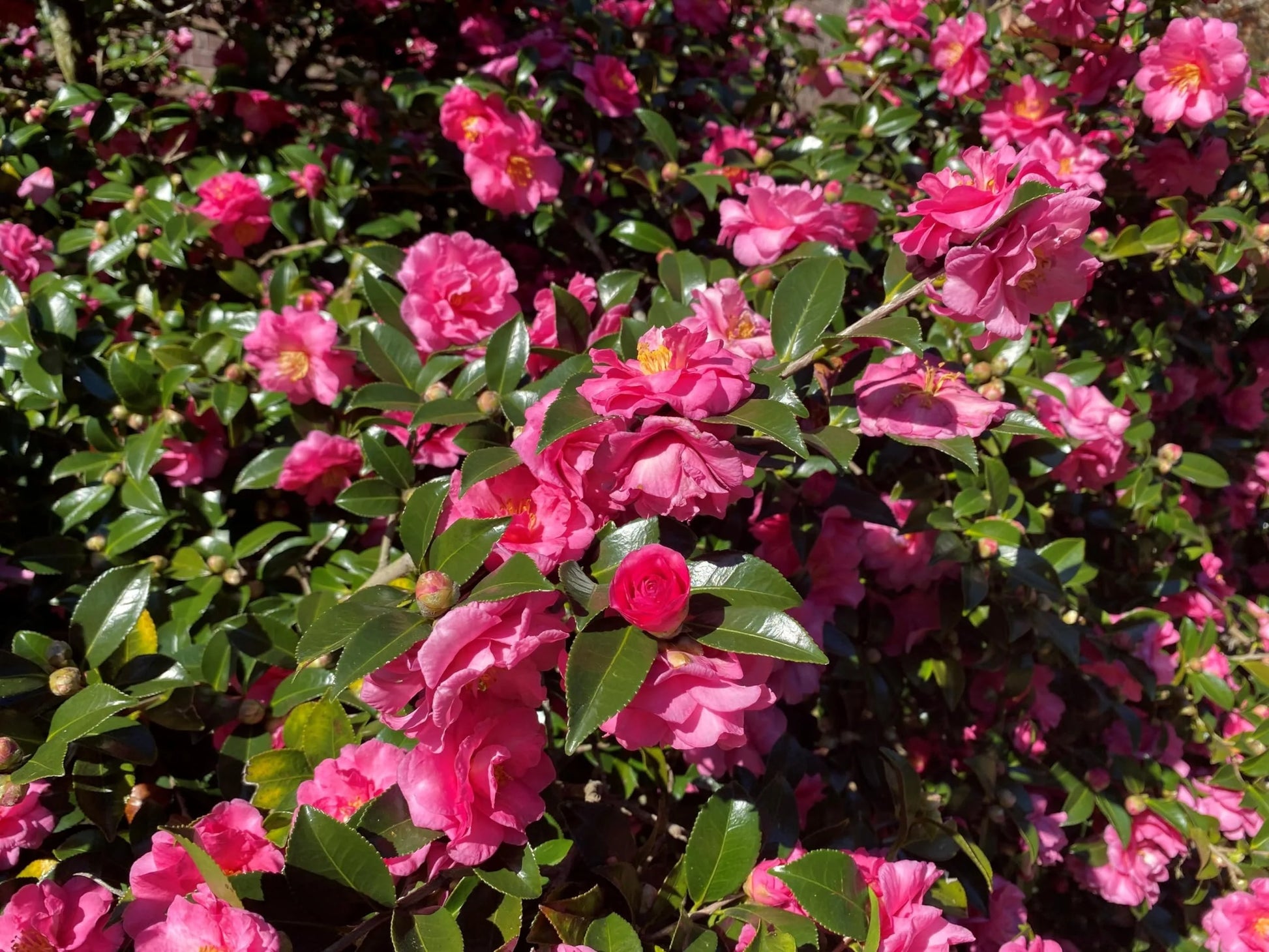 Camellia Sasanqua Shi-Shi I 3 Extra Large 3 Gallon Plants Pink Flowering Live Plant for Outdoor & Indoor Gardens, Compact Elegant Flowering Shrub for Vibrant Landscaping