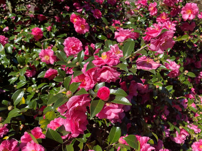 Camellia Sasanqua Shi-Shi I 3 Extra Large 3 Gallon Plants Pink Flowering Live Plant for Outdoor & Indoor Gardens, Compact Elegant Flowering Shrub for Vibrant Landscaping
