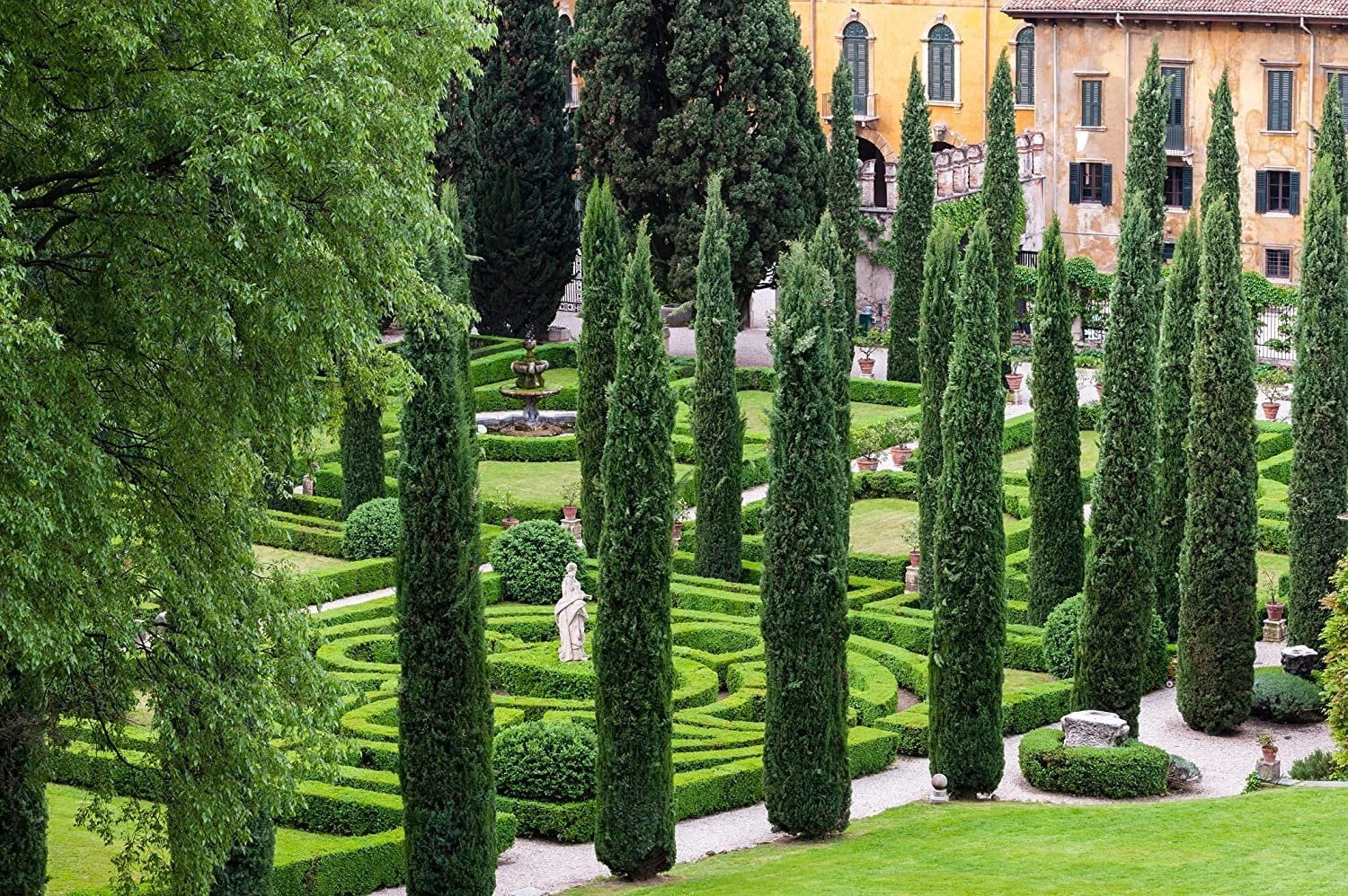 Italian Cypress Tree 1 Extra Large 3 Gallon Tree Cupressus Sempervirens Formal Elegant Mediterranean Style Plants