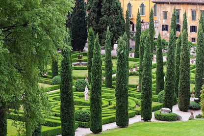 Italian Cypress Tree 1 Extra Large 3 Gallon Tree Cupressus Sempervirens Formal Elegant Mediterranean Style Plants