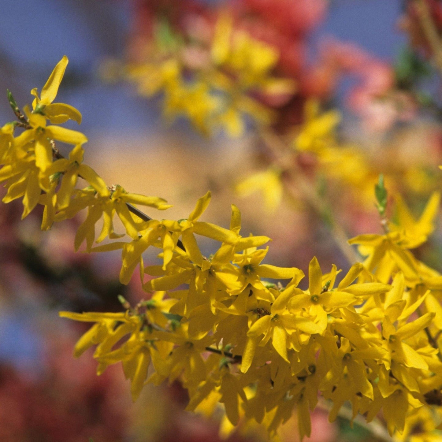 Longfield Gardens Spring Flowering Shrub ‘Lynwood Gold’, 3-pack