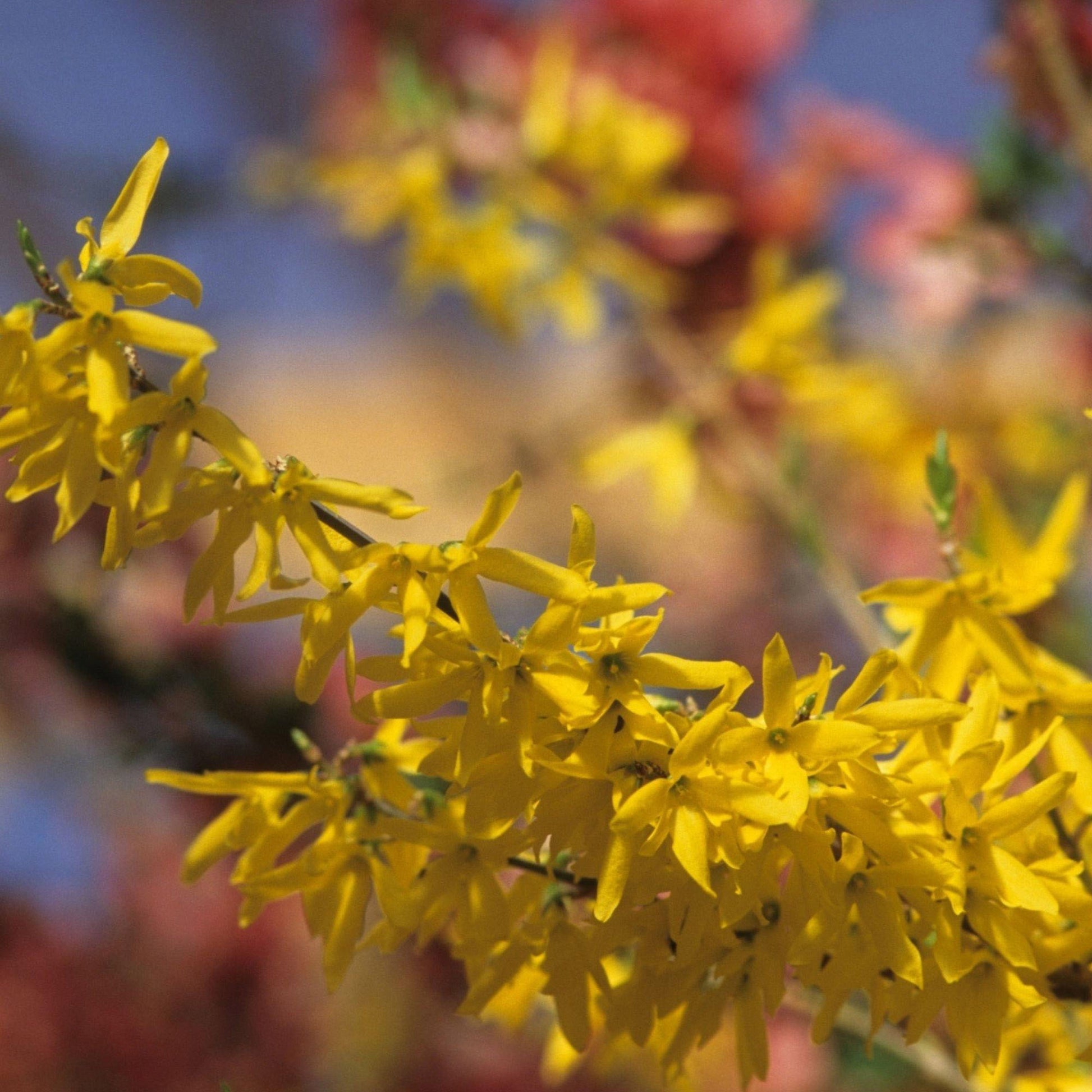 Longfield Gardens Spring Flowering Shrub ‘Lynwood Gold’, 3-pack