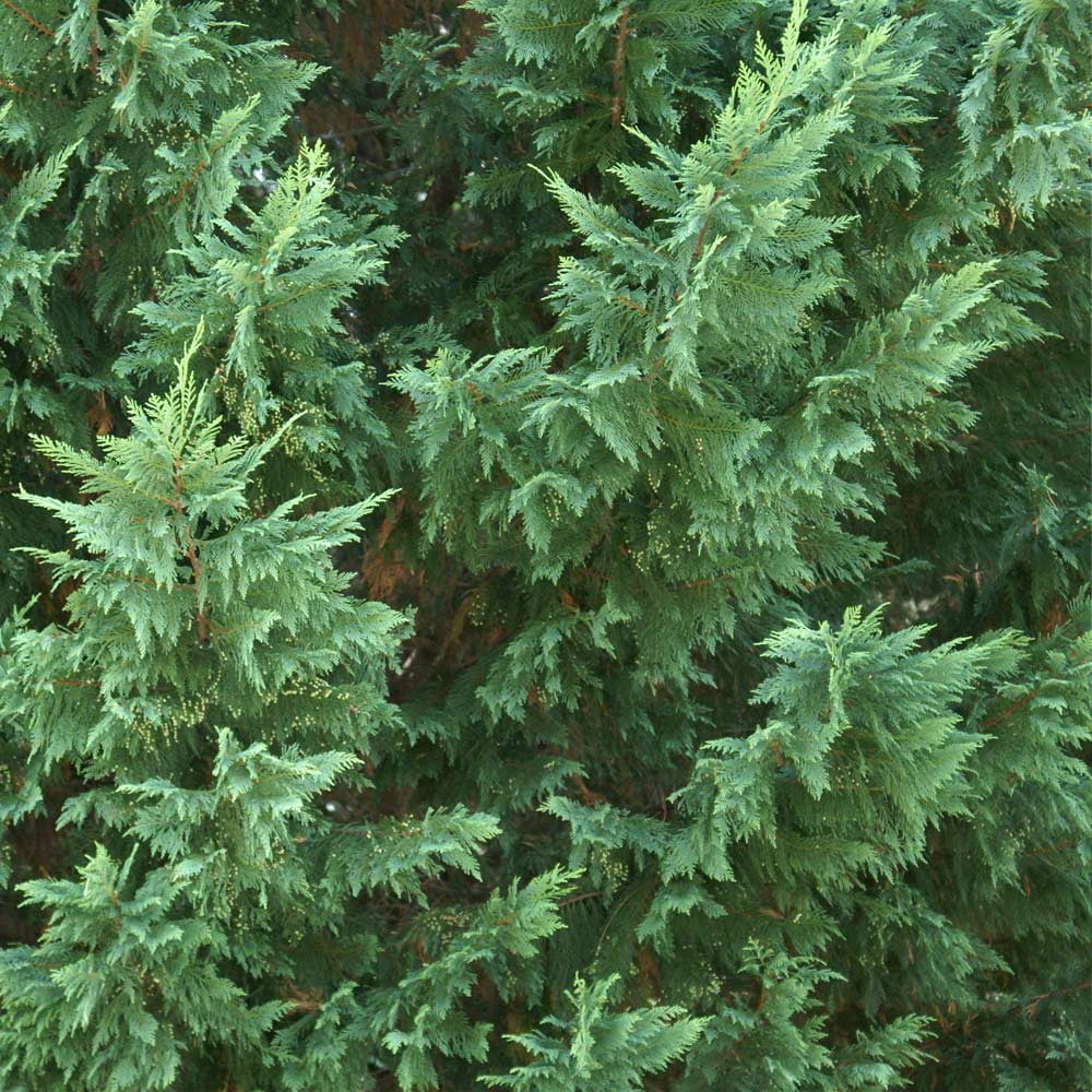 Leyland Cypress Trees