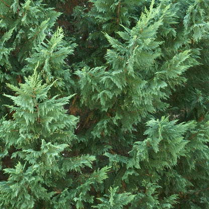 Leyland Cypress Trees