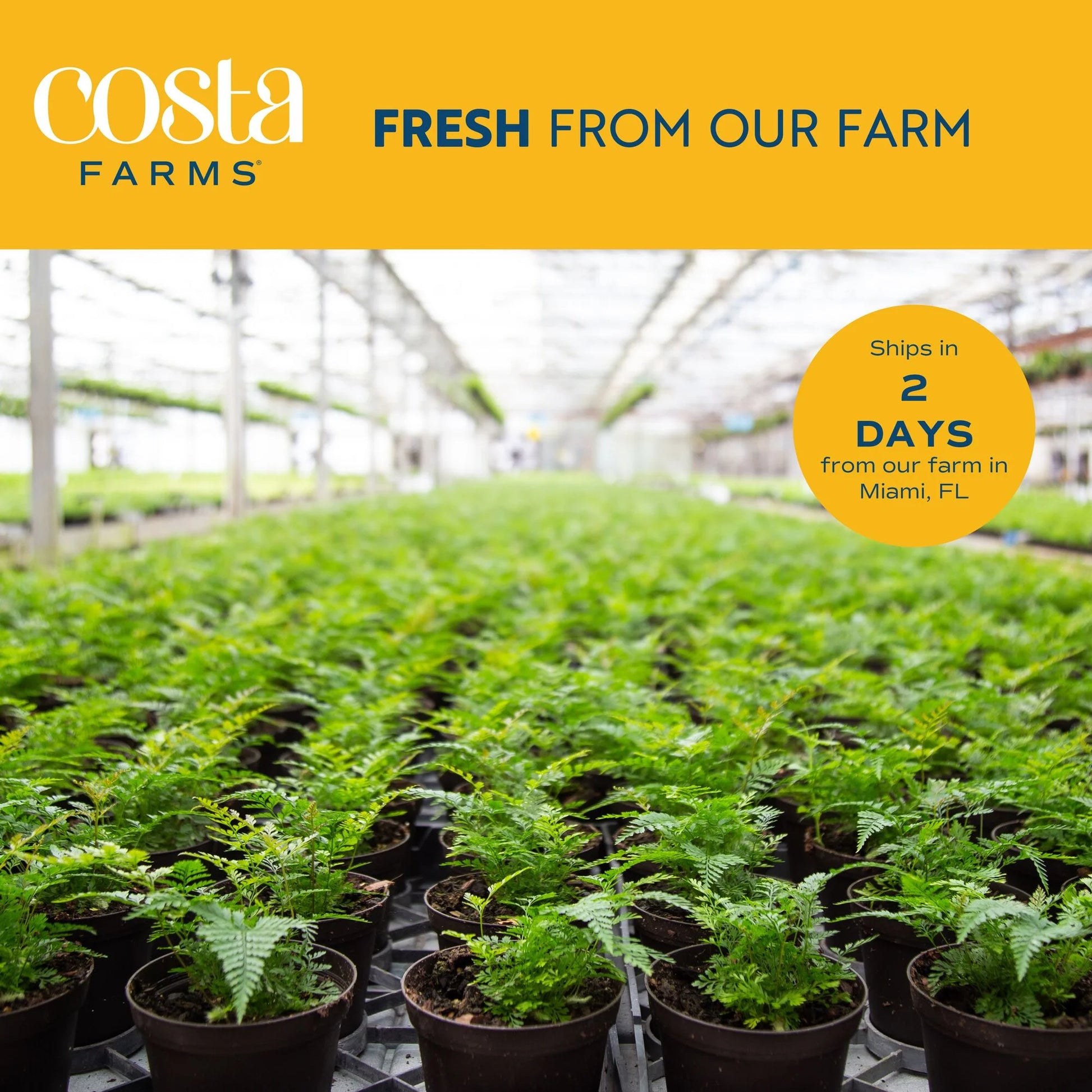 Costa Farms 42" Tall Pachira Braided Money Tree, Medium Indirect Sunlight, Indoor Live House Plants
