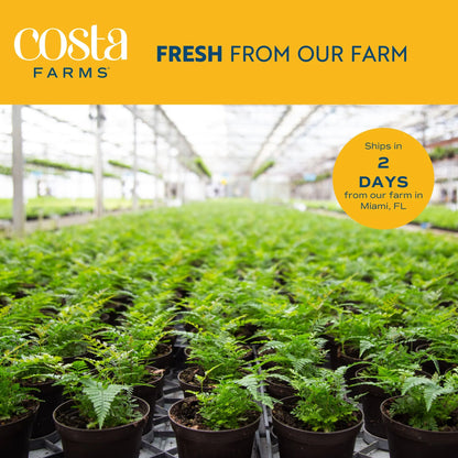 Costa Farms 42" Tall Pachira Braided Money Tree, Medium Indirect Sunlight, Indoor Live House Plants