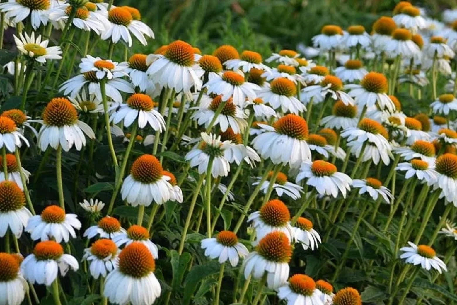 PowWow White Coneflower-Echinacea purpurea-Versatile Perennial for Gardens 1 Gallon (Pack of 4)