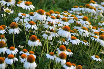 PowWow White Coneflower-Echinacea purpurea-Versatile Perennial for Gardens 1 Gallon (Pack of 4)