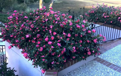 Camellia Sasanqua Shi-Shi I 3 Extra Large 3 Gallon Plants Pink Flowering Live Plant for Outdoor & Indoor Gardens, Compact Elegant Flowering Shrub for Vibrant Landscaping