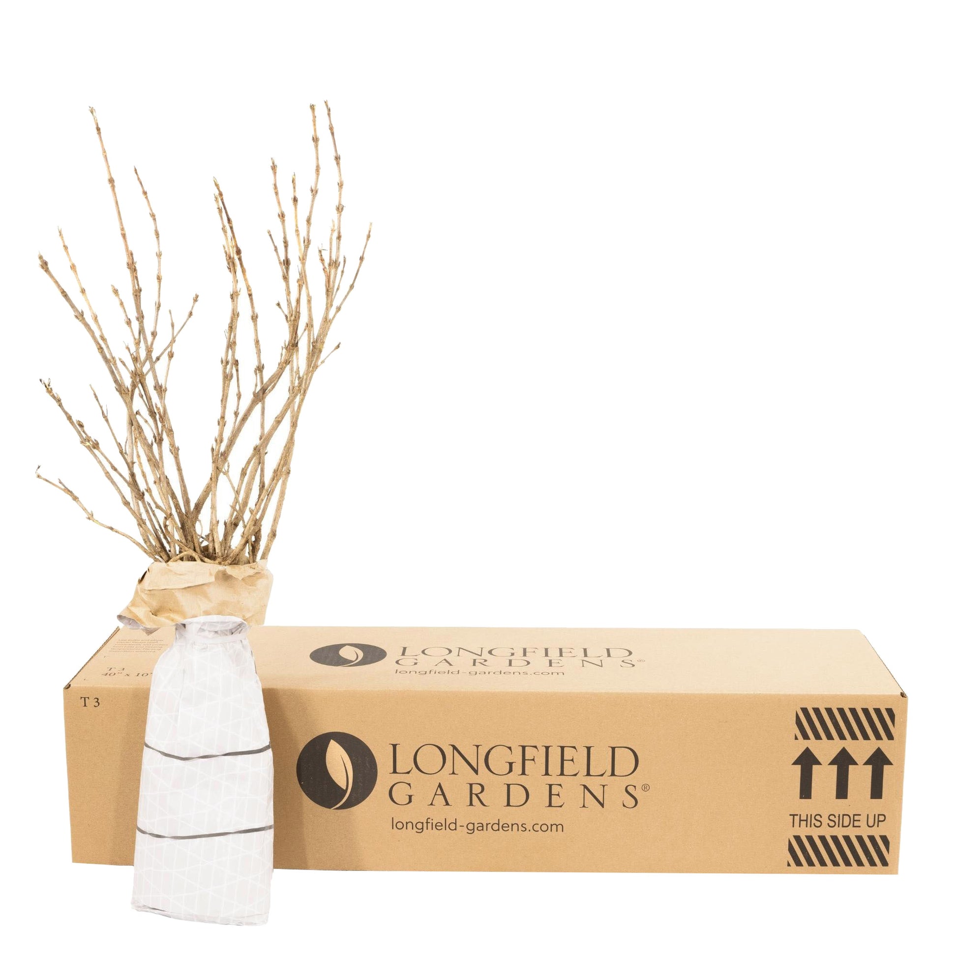 Longfield Gardens Spring Flowering Shrub ‘Spirea’, 3-pack