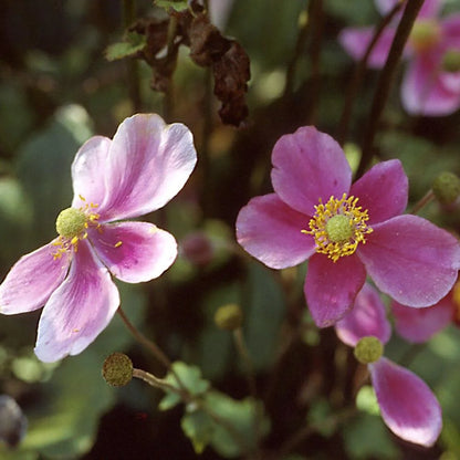 September Charm Japanese Anemone-Perennial-Elegant pink flowers 1 Gallon (Pack of 4)