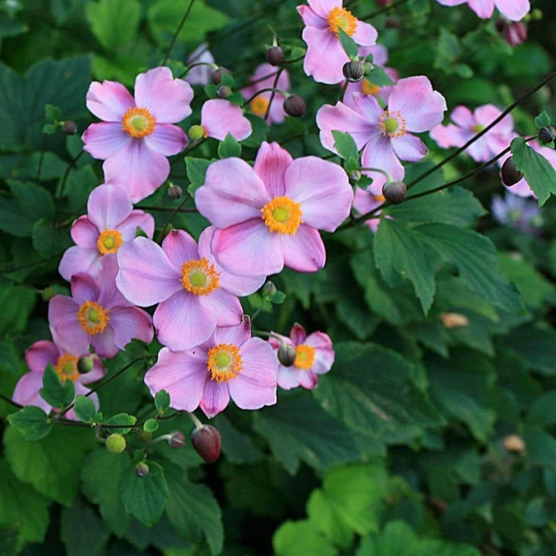 September Charm Japanese Anemone-Perennial-Elegant pink flowers 1 Gallon (Pack of 4)