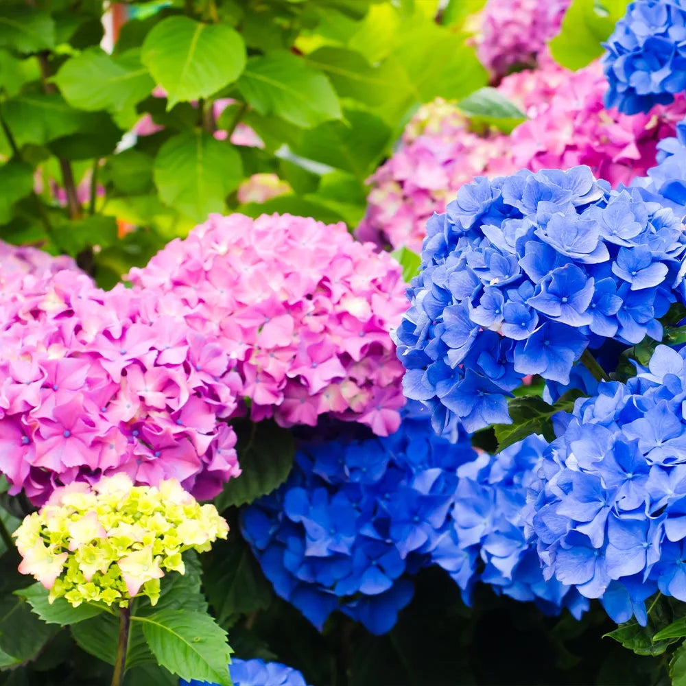 Brighter Blooms Endless Summer Hydrangea Live Plants in Grower Pot