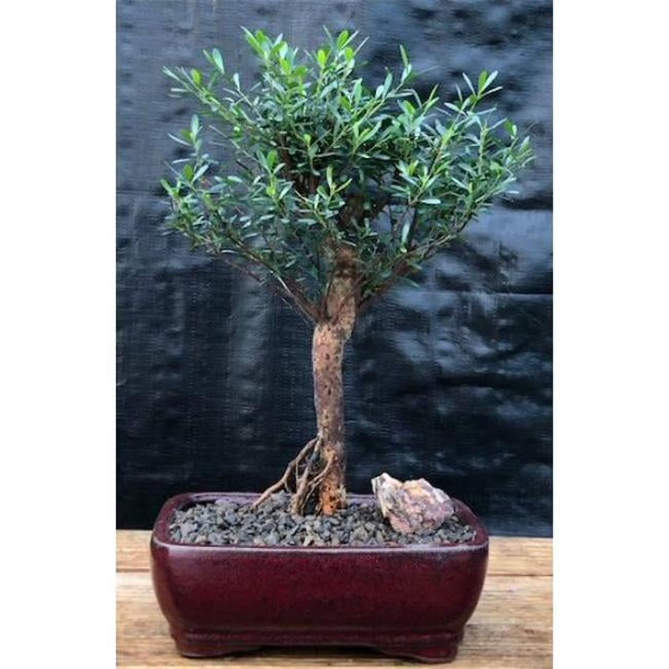 Flowering Chinese Myrtle Tree - Myrtus Communis Compacta