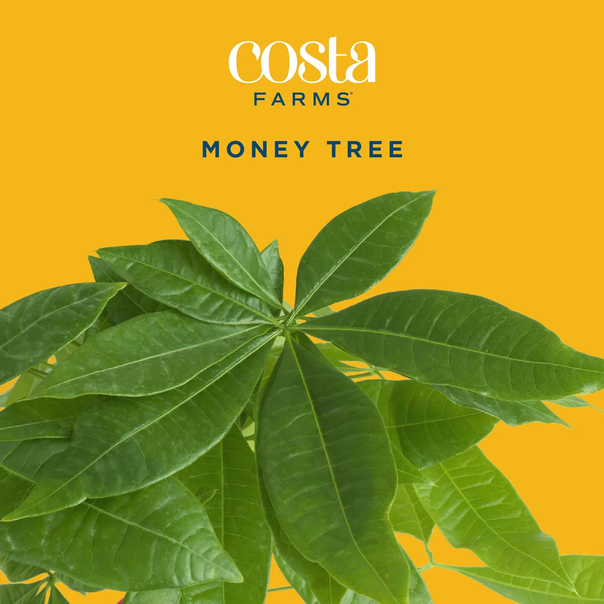 Costa Farms 42" Tall Pachira Braided Money Tree, Medium Indirect Sunlight, Indoor Live House Plants