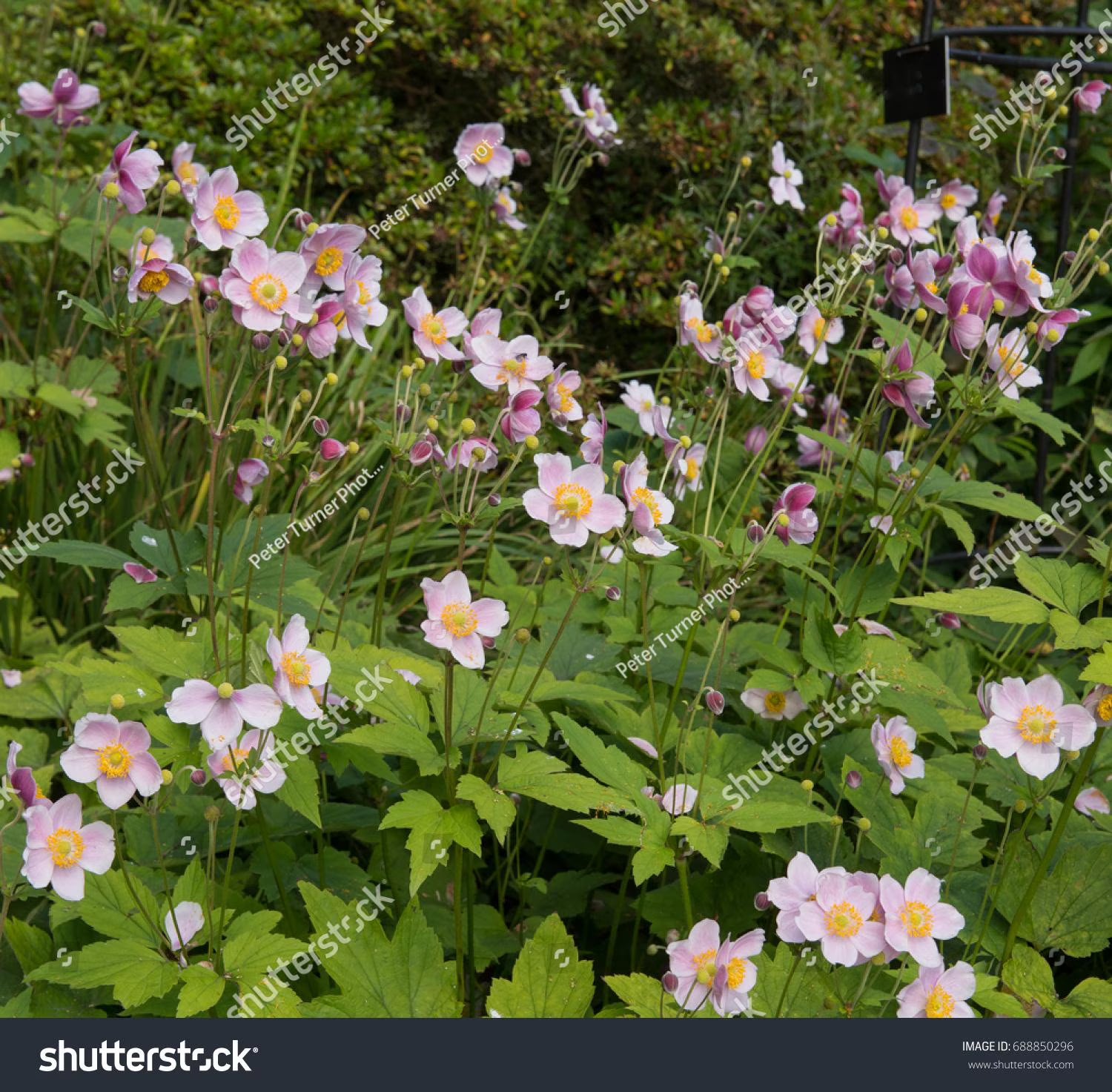 September Charm Japanese Anemone-Perennial-Elegant pink flowers 1 Gallon (Pack of 4)