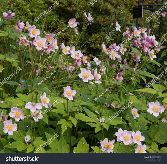 September Charm Japanese Anemone-Perennial-Elegant pink flowers 1 Gallon (Pack of 4)